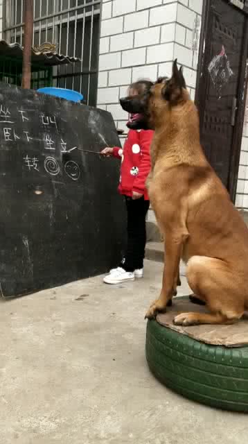 狗狗与小主人默契互动，绕圈追逐中巧妙回头堵截